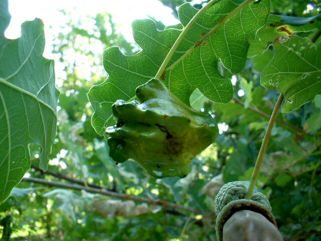 Galle: Andricus quercuscalicis e A. kollari